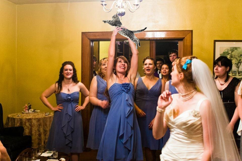 Illustration for article titled Bridesmaids catching cats